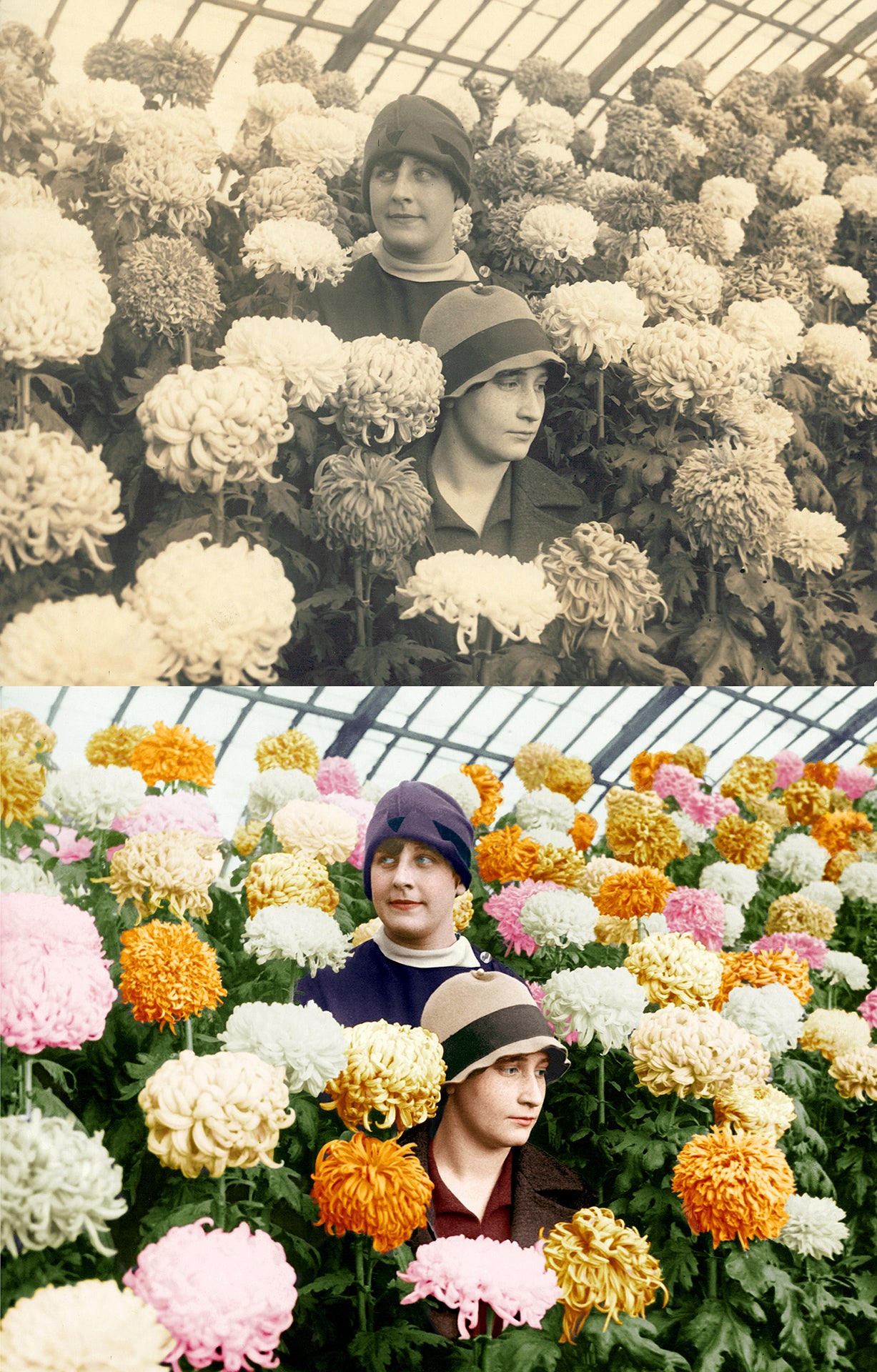 Women in Mums, estimated 1920s, from the archives of Phipps Conservatory & Botanical Gardens in Pittsburgh, Pennsylvania